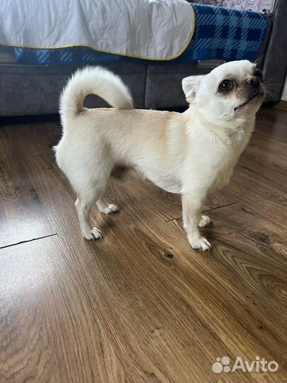 Вязка собак