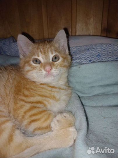 Рыжий котёнок ищет дом