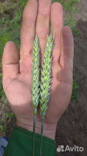 Семена озимой пшеницы