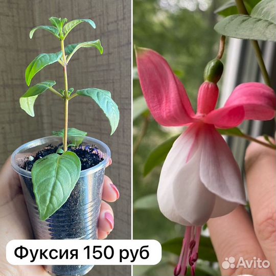 Фуксия рассада