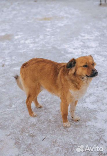 Ли'се очень нужен дом Небольшая собачка