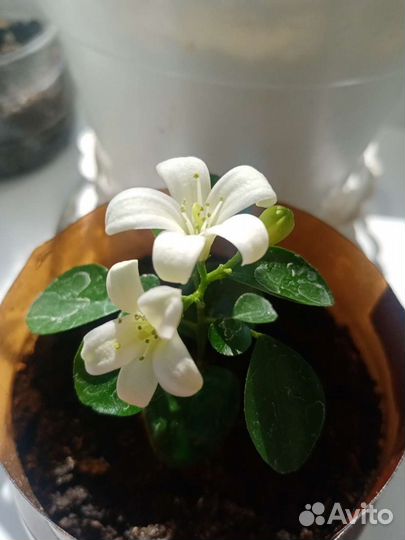 Муррайя метельчатая