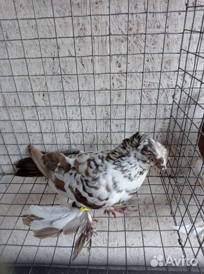 Узбекские голуби