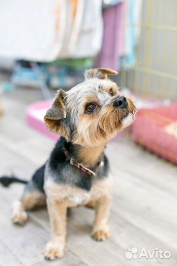 Йоркширский терьер