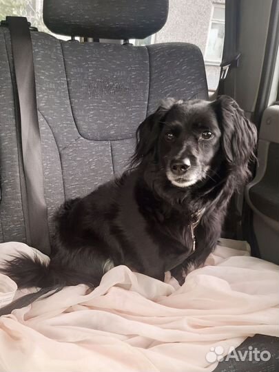 Перевозка животных