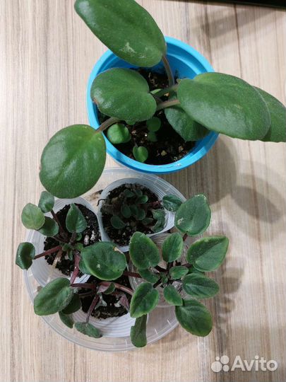 Фиалка 2 вида