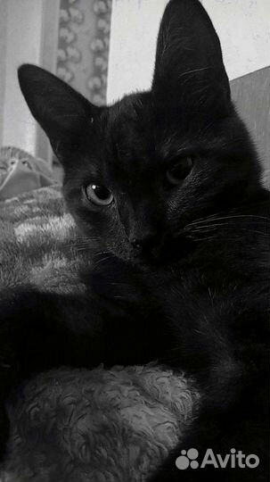 Черный котенок