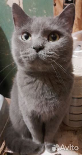 Кошка