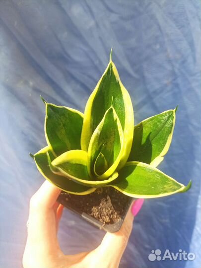 Сансевиерия ханни Крео