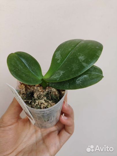 Орхидея фаленопсис бабочка