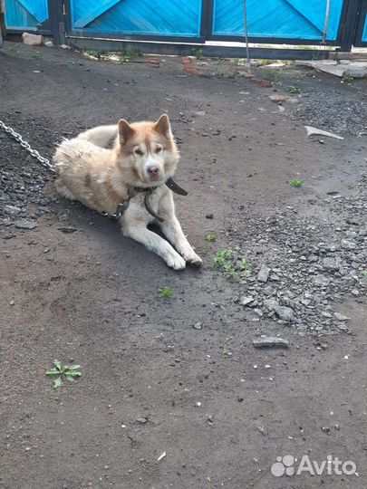 Собака в добрые руки хаски