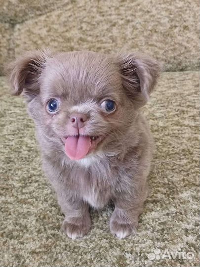 Куклята чишки - веселые ребята