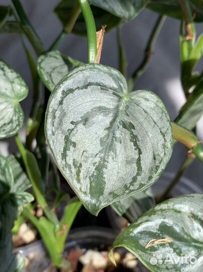 Филодендрон брандтианум