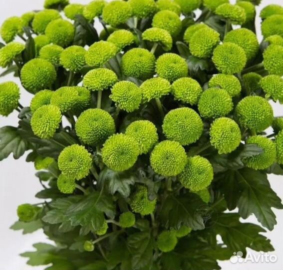 Хризантема Feeling Green (рассада)