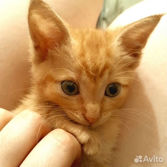 Котёнок красивый (бронь)
