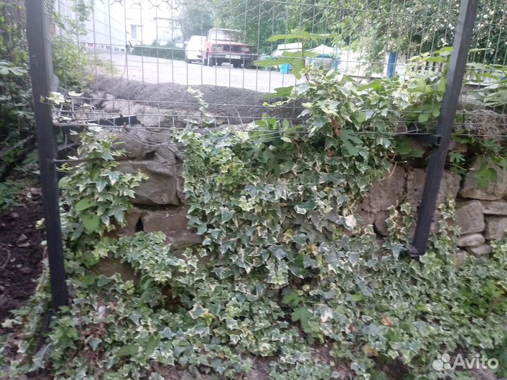 Плющ для заборов клумб