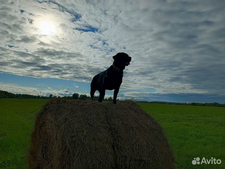 Вязка. Кобель