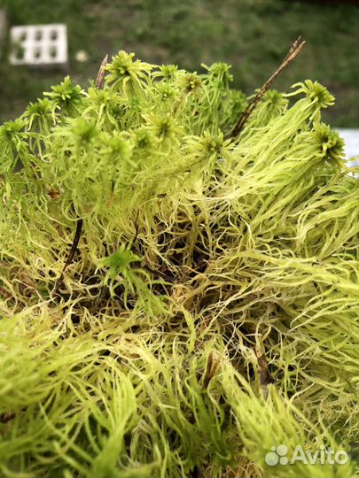 Мох сфагнум живой