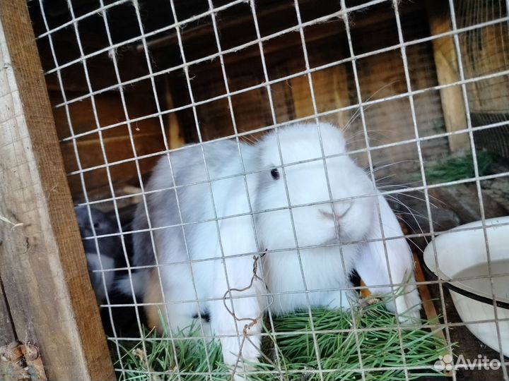 Кролики породы французский баран