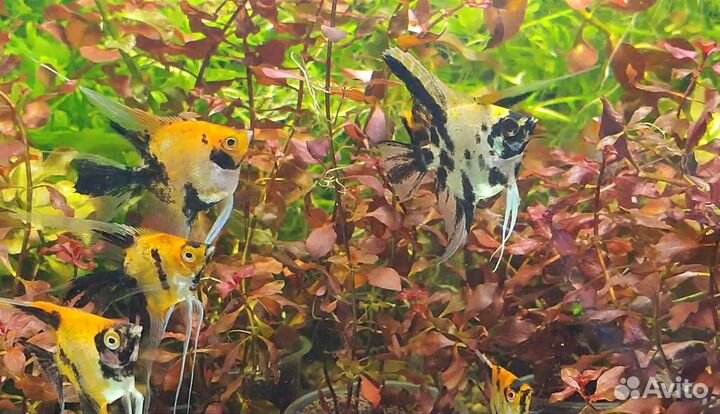 Аквариумые рыбки