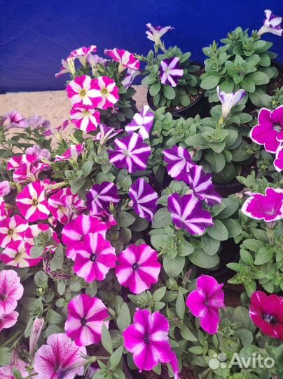 Вегетативная петуния опт