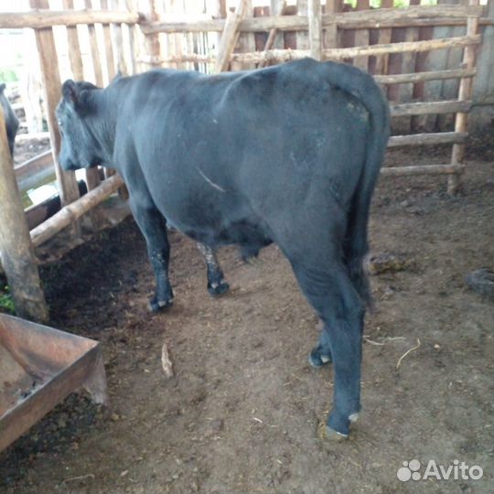 Быки и овцы