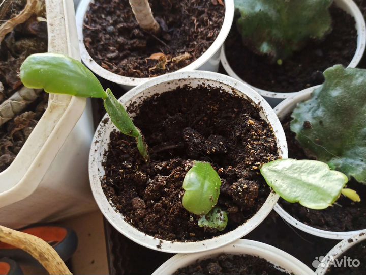 Декабрист шлюмбергера рождественник