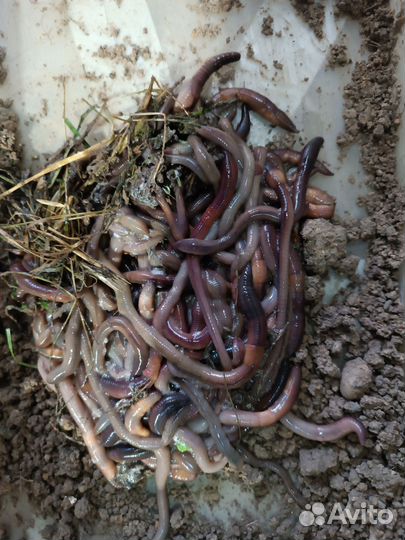 Червь выползок