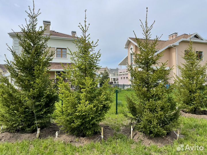 Ель обыкновенная