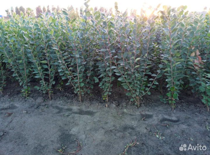 Кизильник для живой изгороди