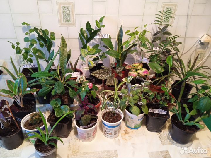 Комнатые цветы