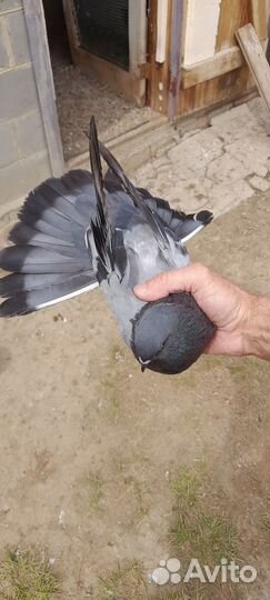 Николаевские голуби (тучерезы)