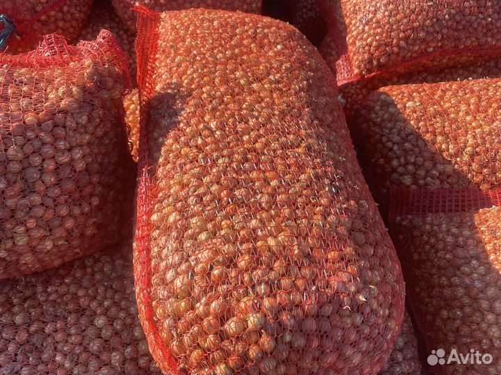 Лук севок оптом