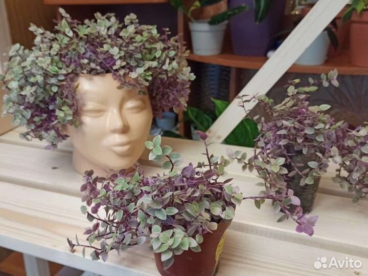 Комнатные цветы(рэо,педилантус,спатифиллум,хлорофи