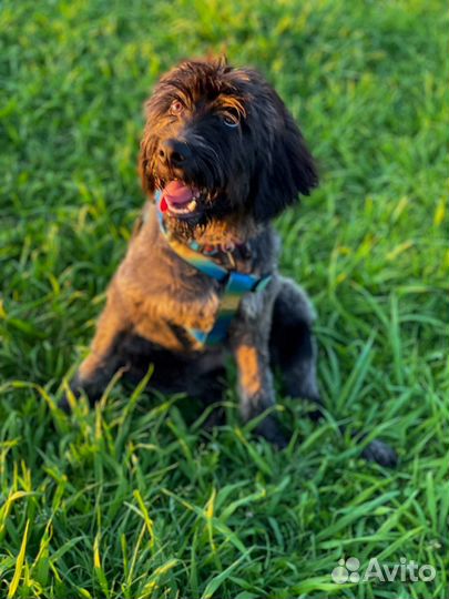 Собаки в дар