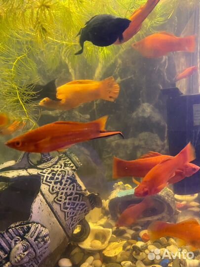 Меченосцы красные