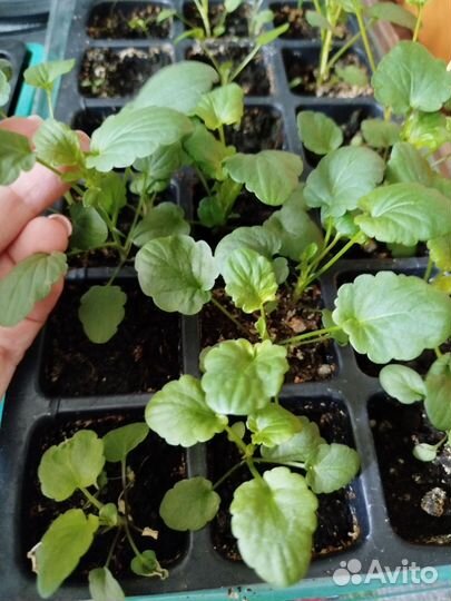 Анютины глазки рассада