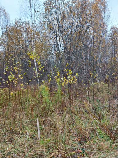 Участок 15 сот. (ИЖС)