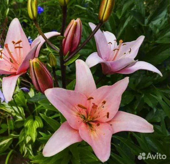 Лилии луковицы оптом