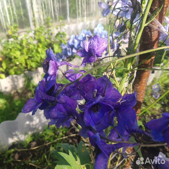 Дельфиниум