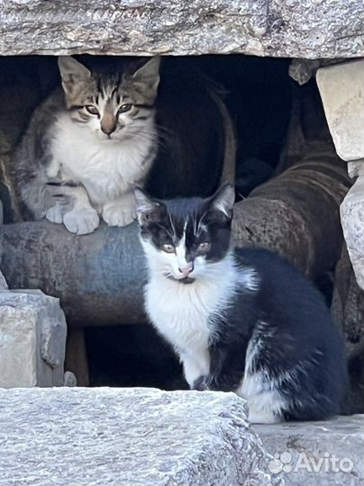 Бездомные малыши-котята на улице