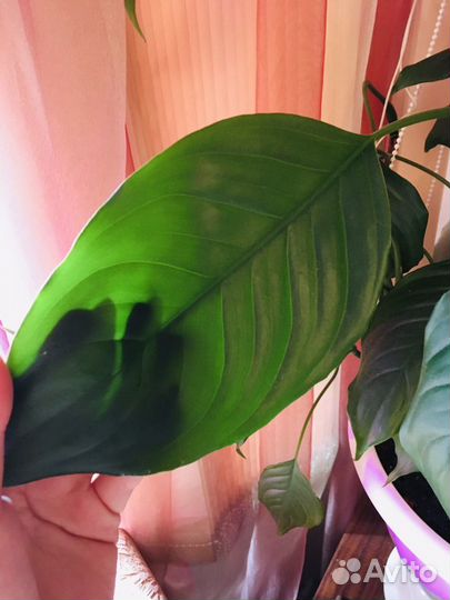 Цветок Аглаонема скромная (с горшком и землей)