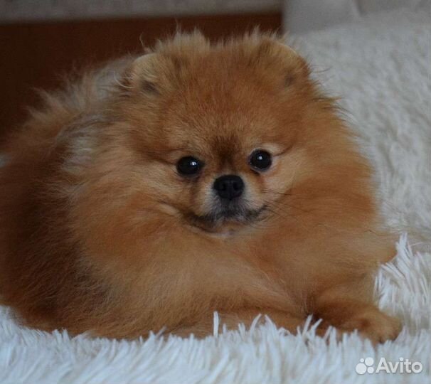 Шикарный мальчик померанского шпица, вязка