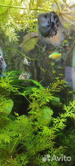 Рыбки сапфировый попугай и меченосец-кои