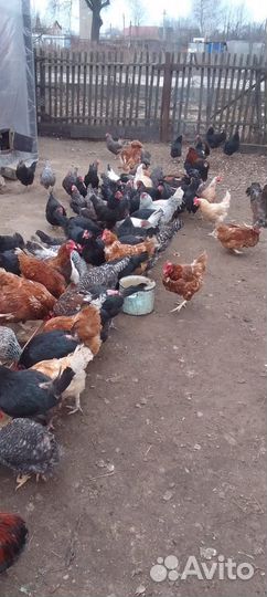 Куры петухи домашние