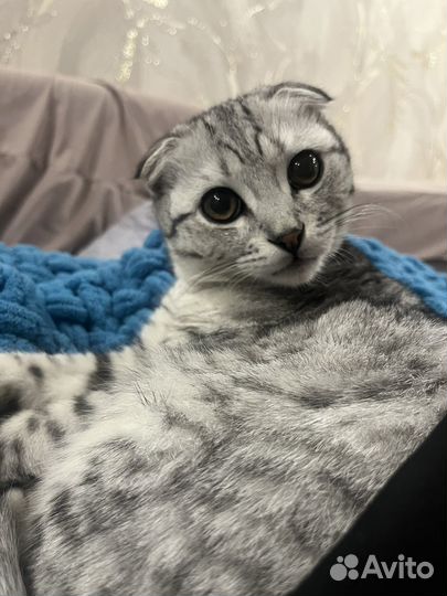Шотландский вислоухий кот