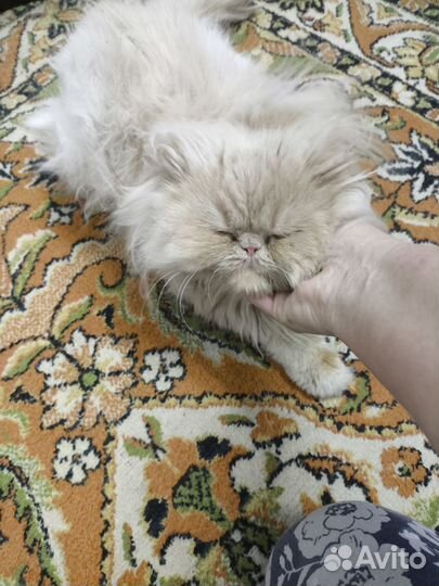 Персидский котик
