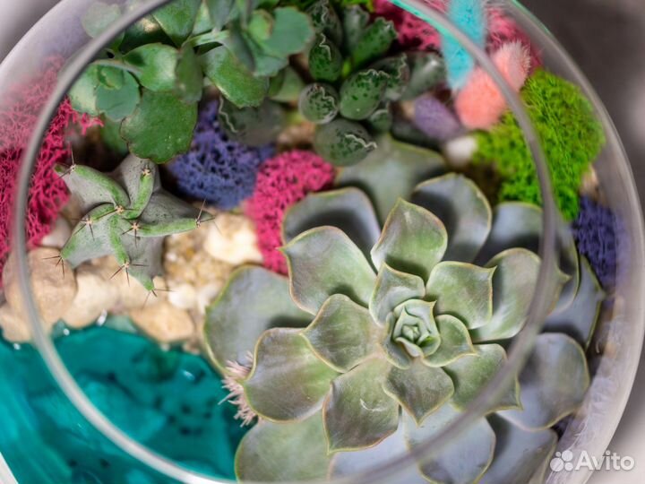 Флорариум из суккулентов с озером