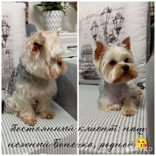 Груминг (стрижка) собак на Аверьянова