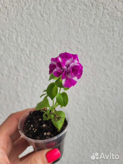 Петунии вегетативные